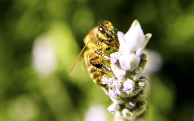 Селекция пчёл