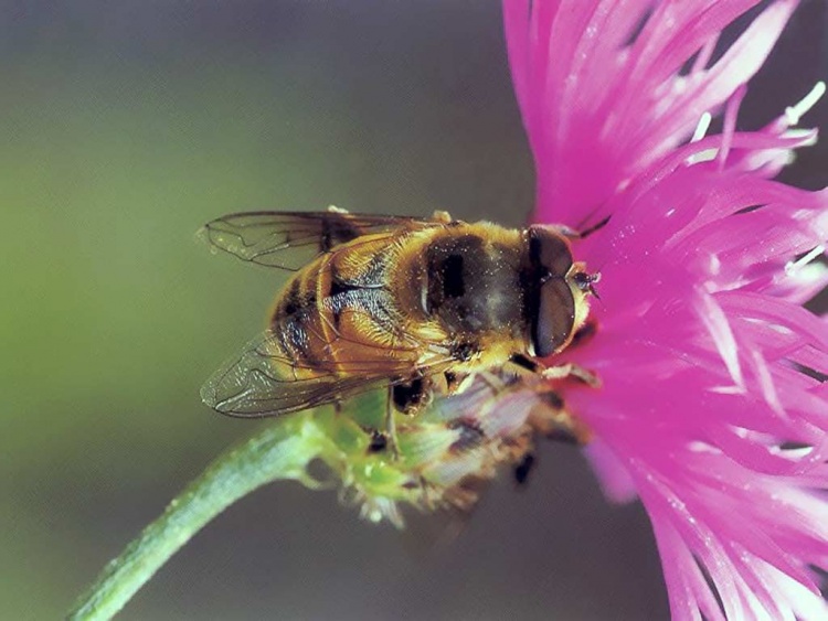 Достоинства итальянских пчёл
