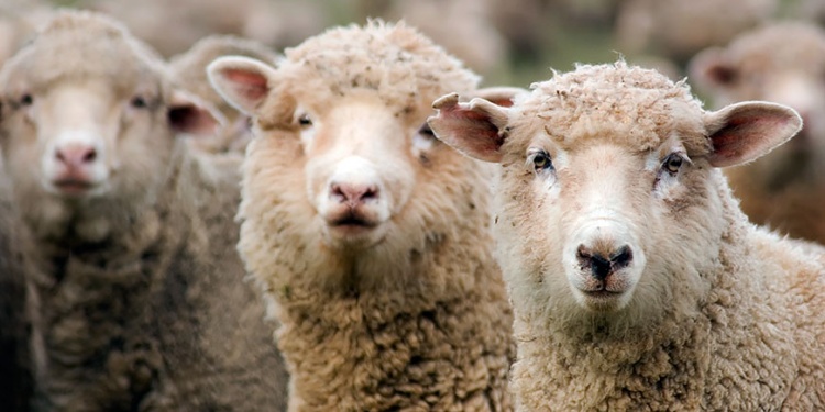 Нюансы скрещивания овец