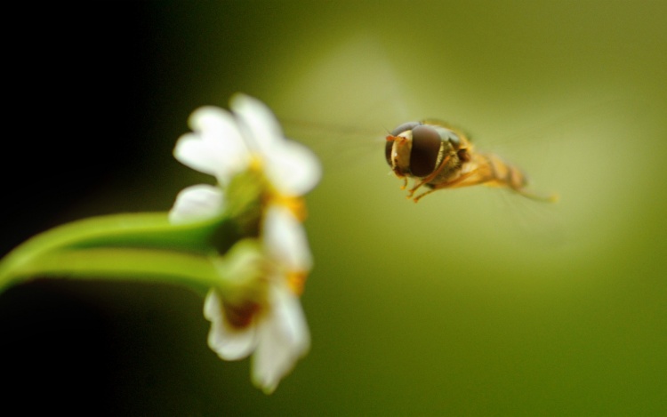 Виды подбора пчёл