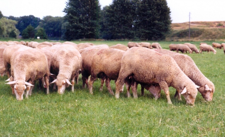 Однородный способ чистопородного разведения овец