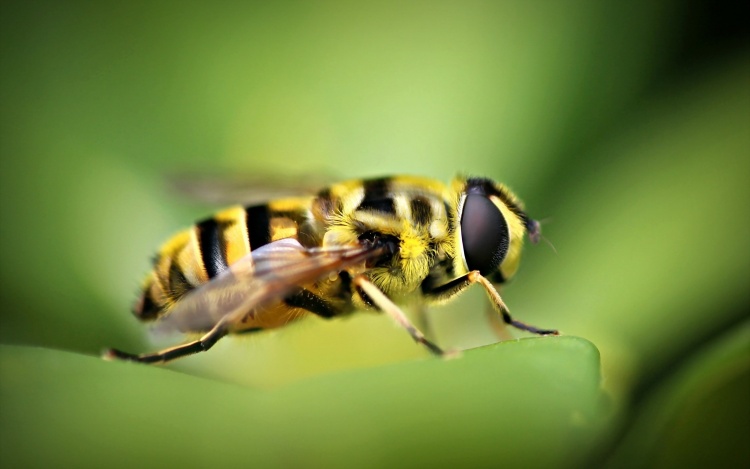 Однородный подбор пчёл