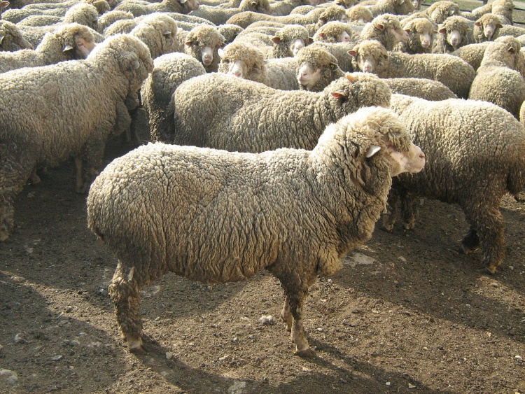 Породы овец с фотографиями и названиями