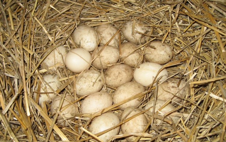 яйцекладка