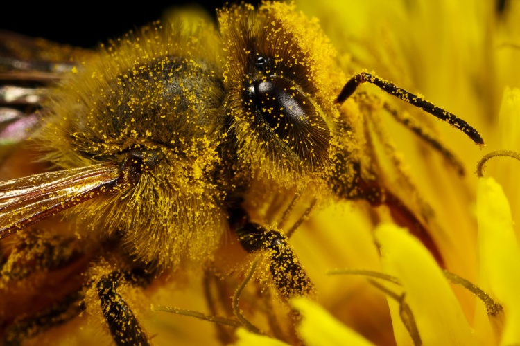 Недостатки китайских пчёл