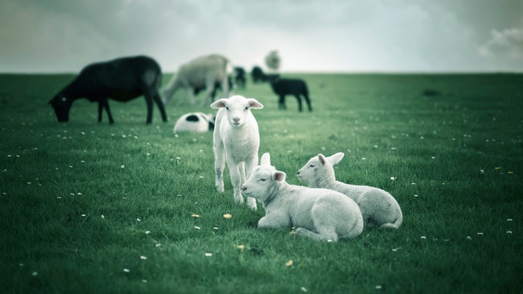 особенности размножения овец