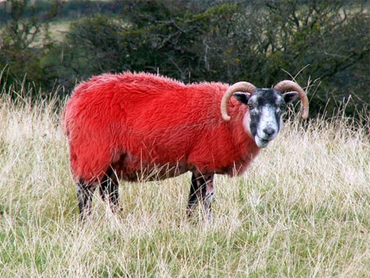 Особенности промышленного скрещивания овец