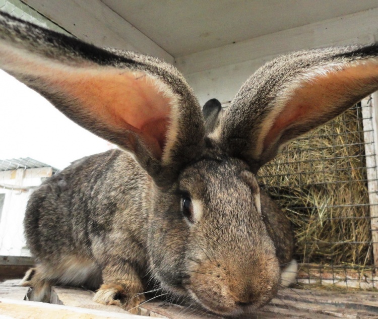 Кролик серый великан: описание породы, фото, отзывы