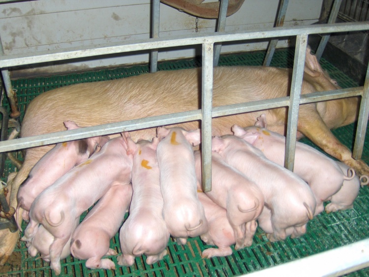 подготовка свиньи к опоросу