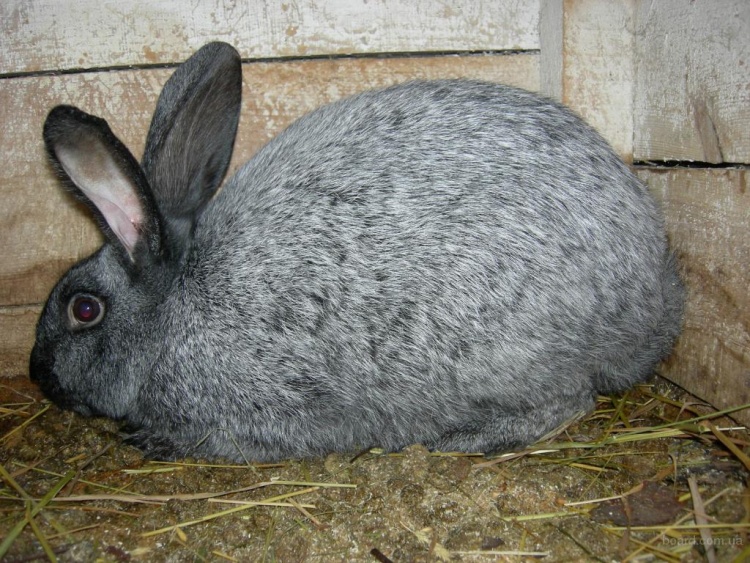 Всё о породе кроликов Серебристый (полтавское серебро)