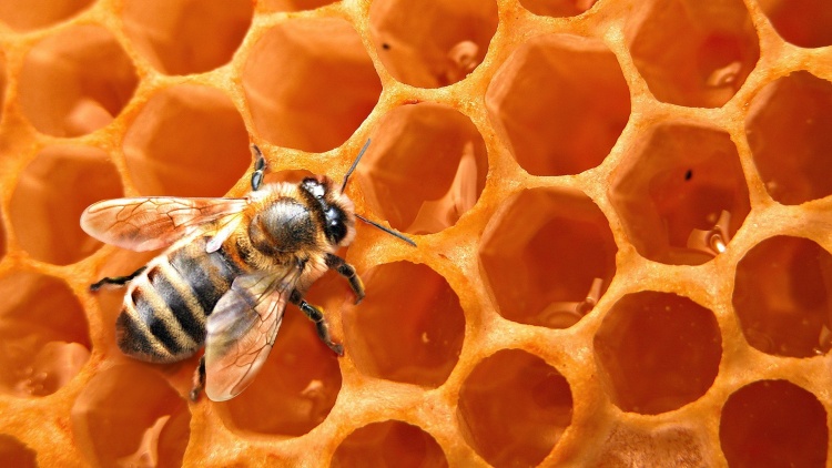 Особенности подготовки пчёл к весне
