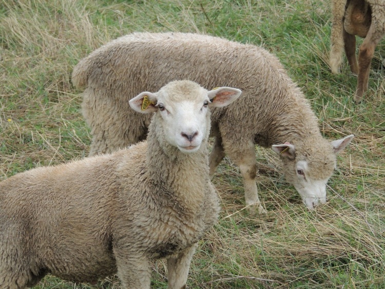 показатели здоровья овцы