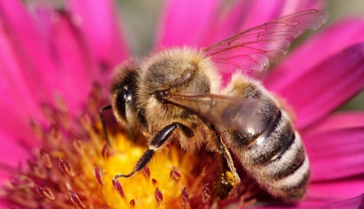 Достоинства краинских пчёл