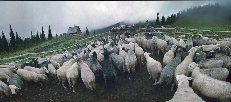 племенной учёт овец