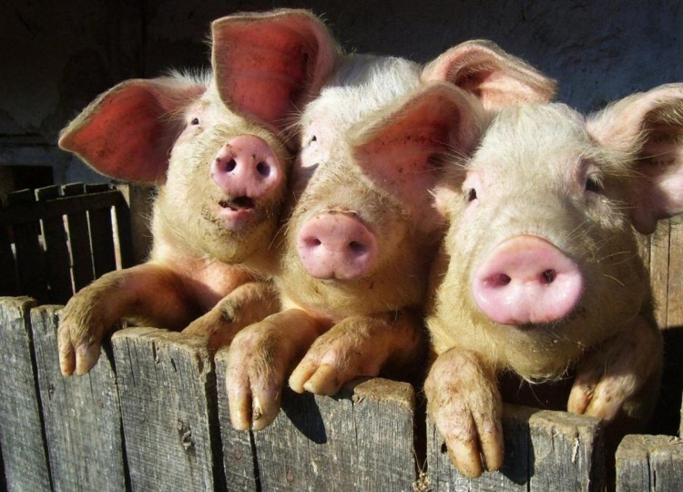 Основные заболевания свиней и их предупреждение