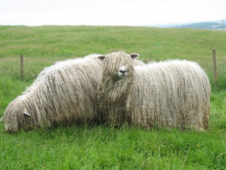линкольнская порода овец