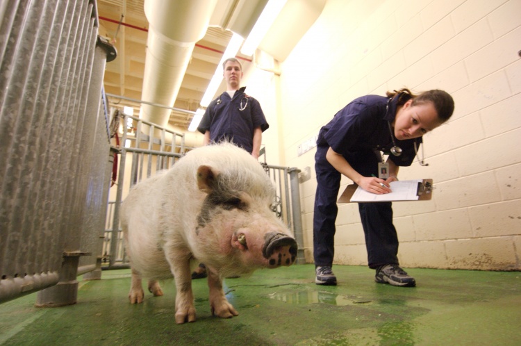 Оценка свиньи