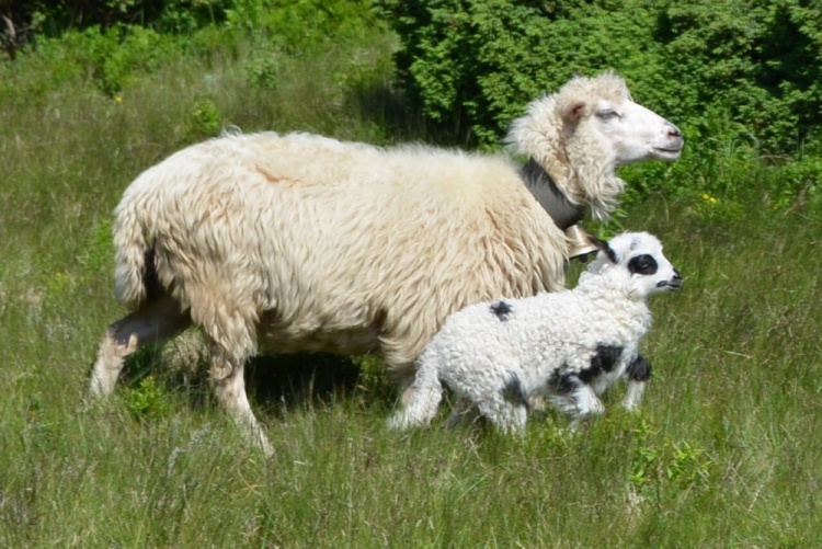 лактация у овцы