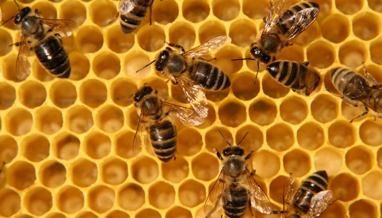 Содержание гигантских пчёл