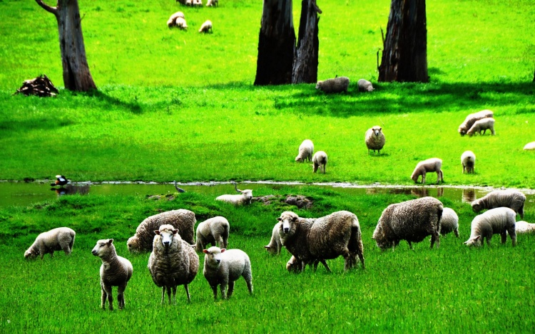 Скрещивание овец