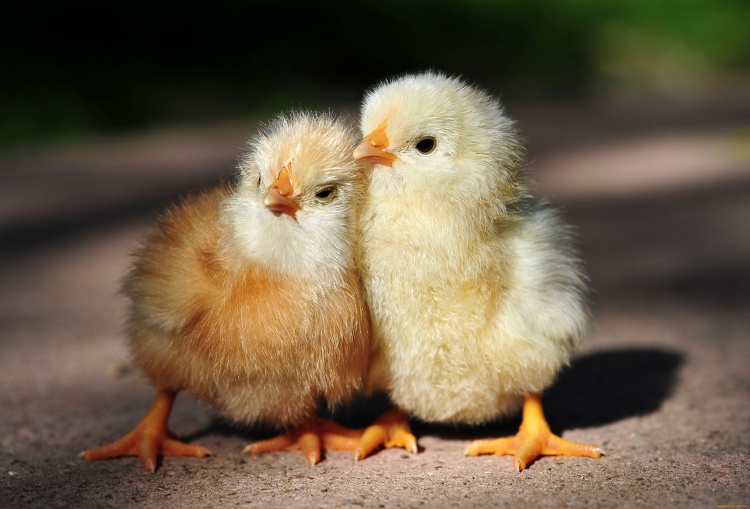Цитогенетический способ определения пола цыплят