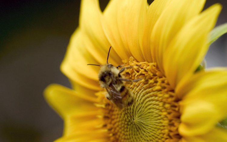Адаптация пчёл к весне