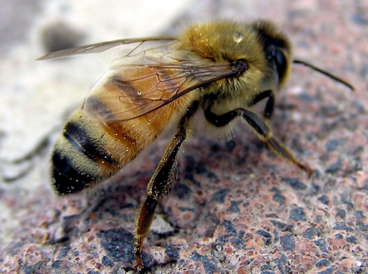 Жёлтая кавказская пчела / Энциклопедия / FoodbayBlog
