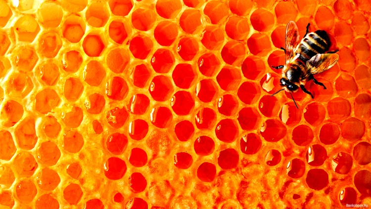 Разнородный подбор пчёл