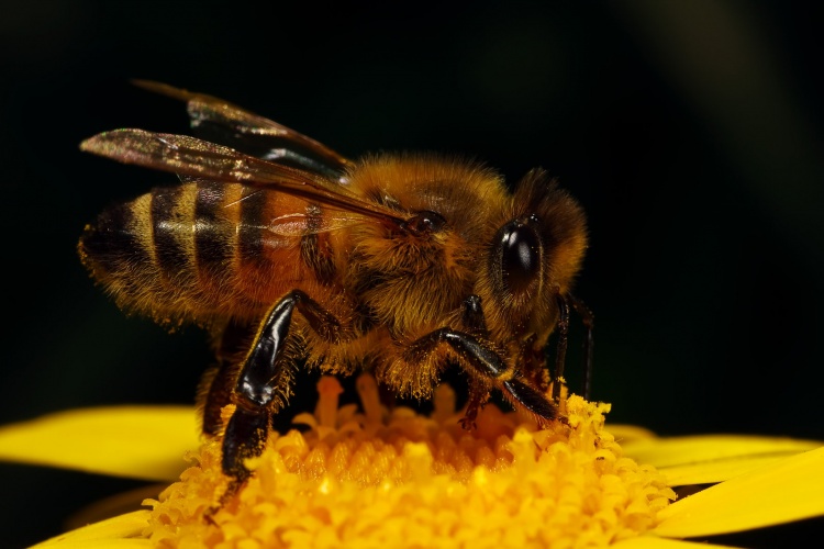 Содержание жёлтых кавказских пчёл