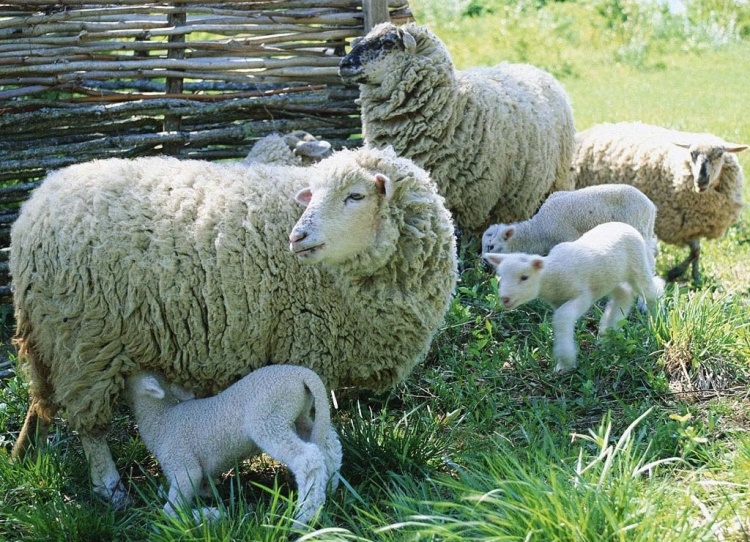 Ягнение овец
