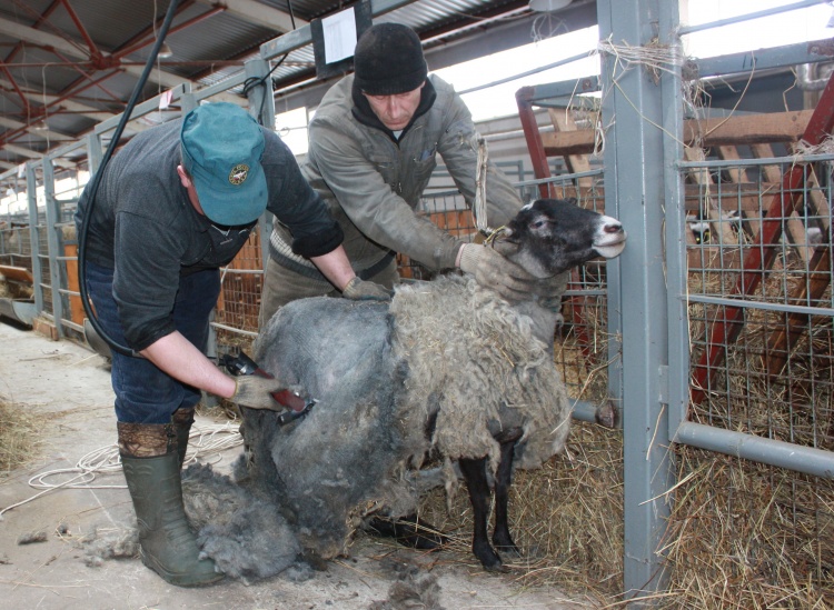 процесс стрижки овец