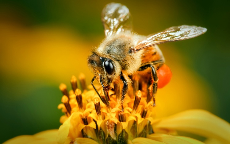 Органы пищеварения пчёл