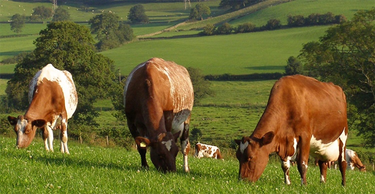 Особенности содержания коров