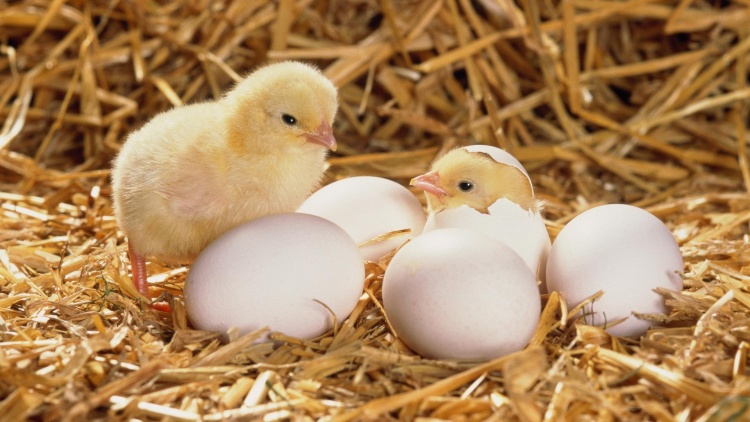 Определение пола цыплёнка по форме яйца