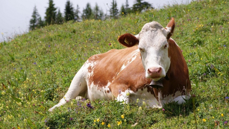 Особенности кормления коров