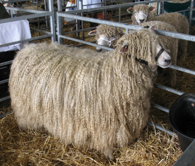 разведение линкольнских овец