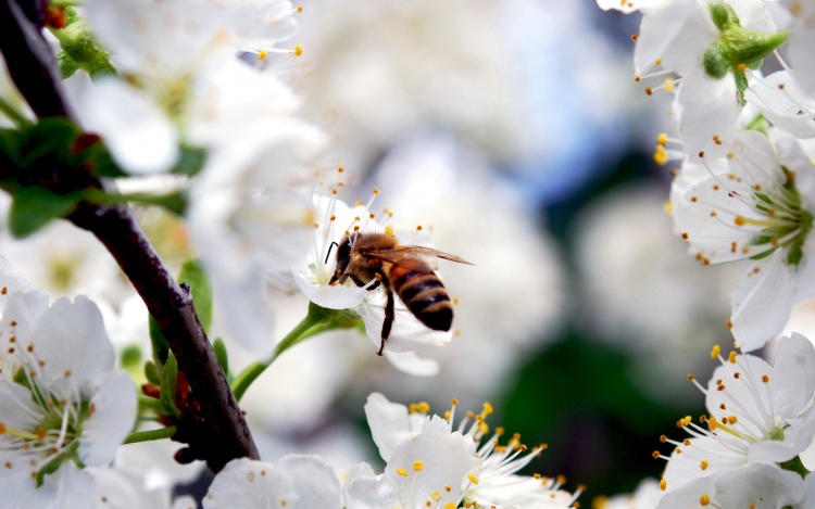 Фенотипический отбор пчёл