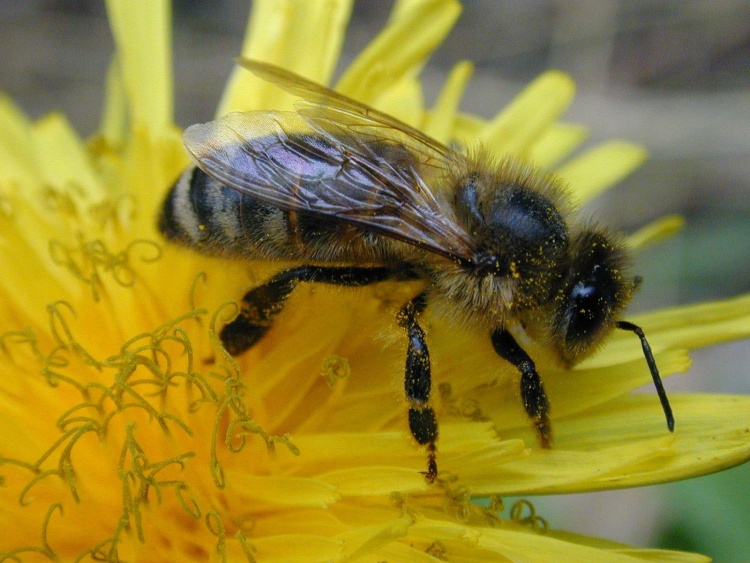 Достоинства жёлтых кавказских пчёл