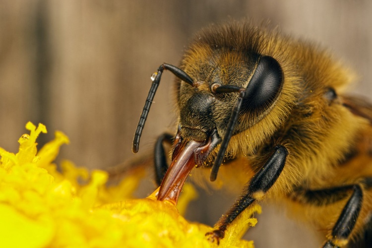 Социальное поведение пчёл