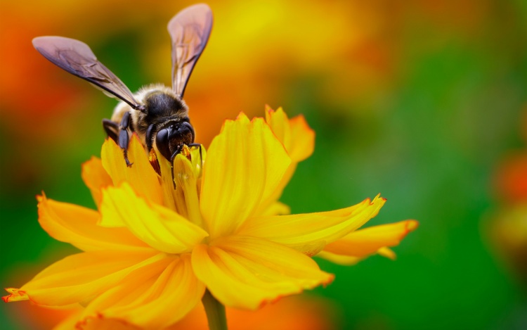 Особенности социального поведения пчёл