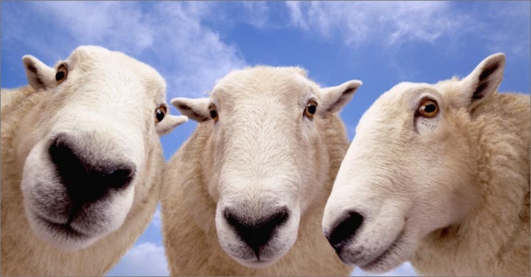 Чистопородное разведение овец