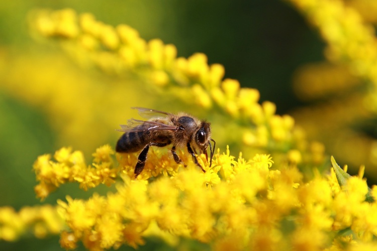 Այսօր մեղուների համաշխարհային օրն է