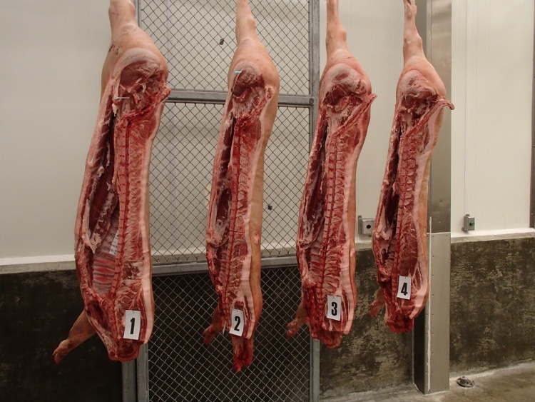 Организация технологического процесса на предприятиях убоя и первичной переработки свиней