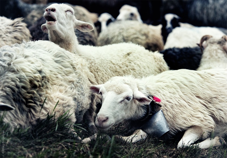 лактация овец