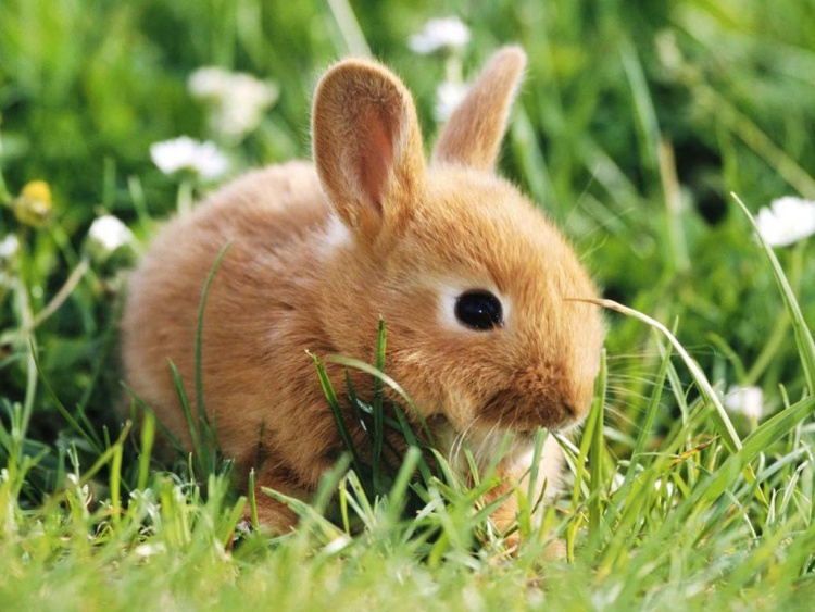 Семинар по кролиководству и прививание кроликов: основные принципы и правила