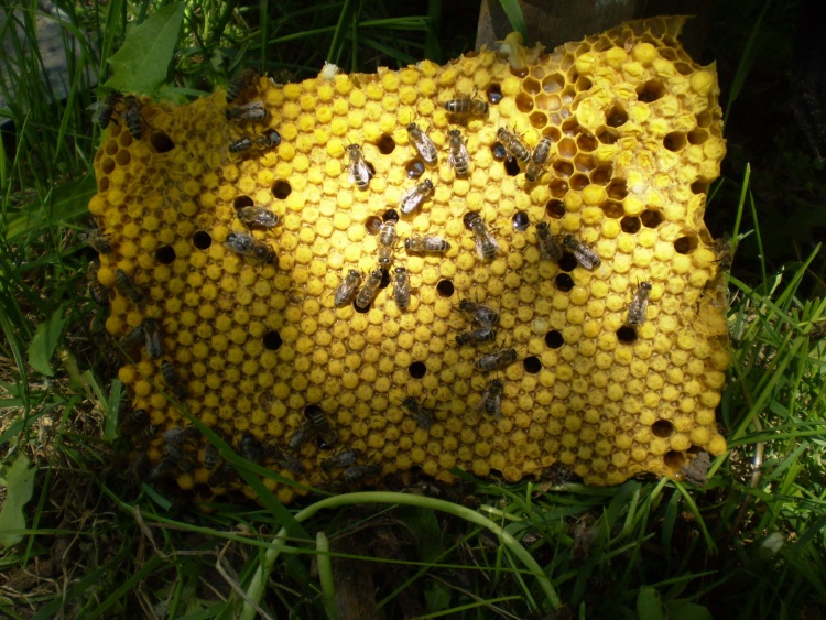 Особенности содержания серых горных кавказских пчёл
