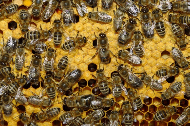Содержание китайских пчёл