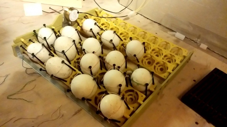 Инкубатор для гусиных яиц
