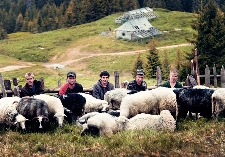 техника доения овцы
