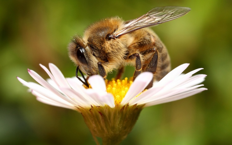 Жизнедеятельность пчёл зимой